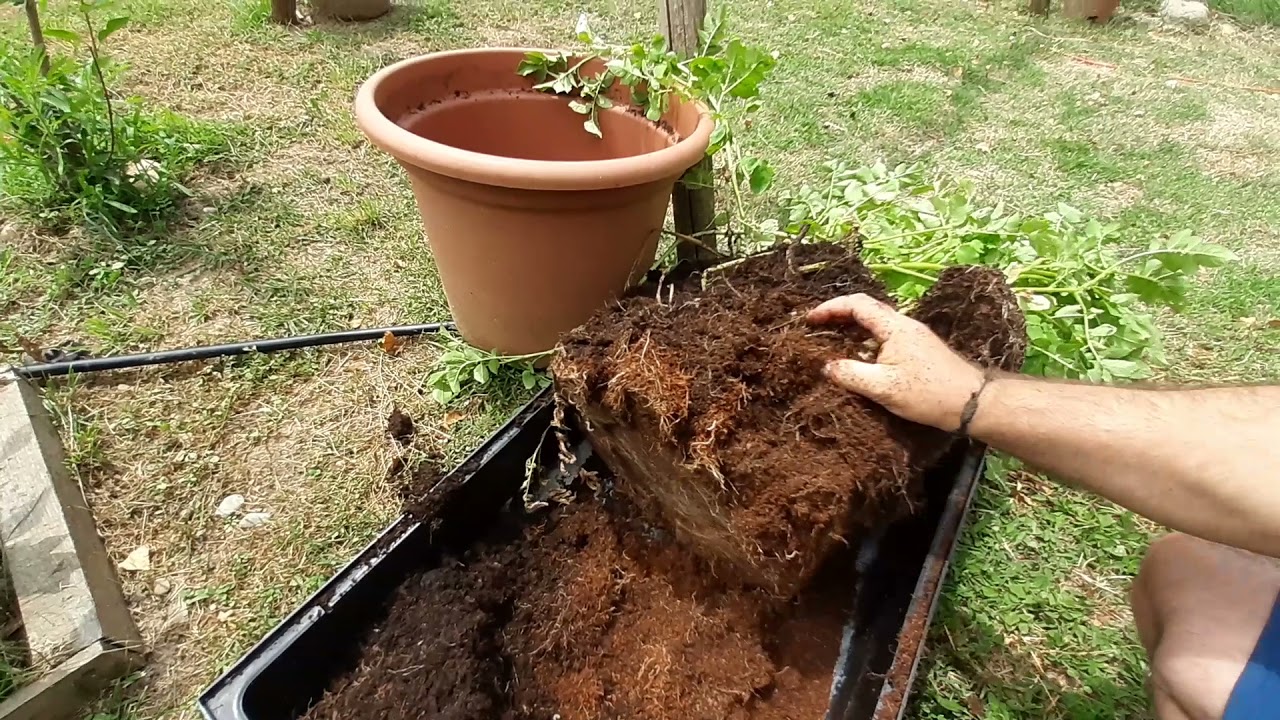 #Cartofii BIO crescuti la #ghiveci