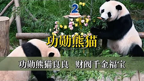 人與熊貓的雙向奔赴：良良在爺爺懷裡去世，福寶一家三口受盡寵愛 - 天天要聞