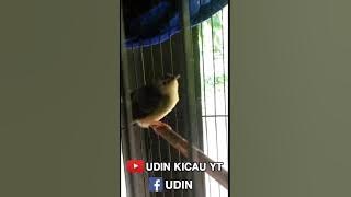 CIGUN NGEBREN RAPET COCOK BUAT MASTERAN MURAI