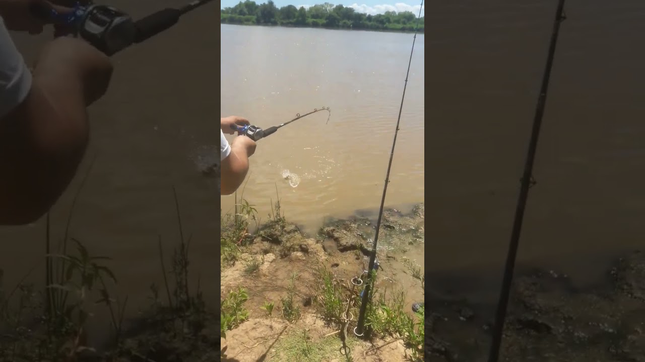 Así NO se pesca una boga. #pesca #boga #pique #rioparana