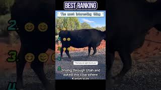 Animals that can understand English 😆#funnyanimals #animals #funny #foryou #funnyvideo #fyp #fun