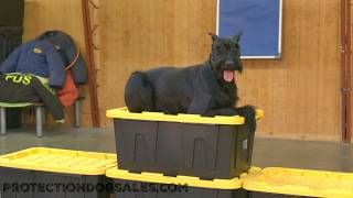 Giant Schnauzer Super Star 'Kinsey' Agility & Obedience Session Home Raise Personal Protection