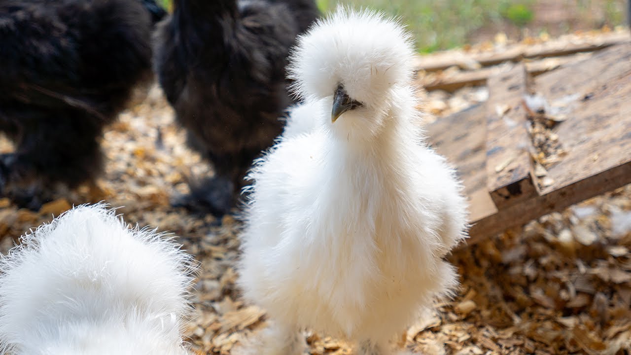 LIVE Silkie Snack Break: Treat Time in the Coop
