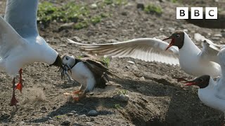 These gulls are VICIOUS  | Wild Isles  BBC