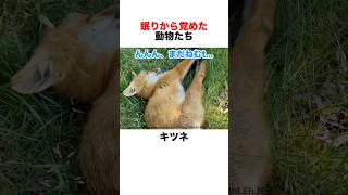 眠りから覚めた動物たち❣️