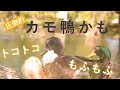 カモ！鴨！かも！好きな人カモーン！Japanese ducks