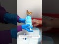 Cute Baby Cat 😥
