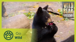 Hungry Bears | Wild Bear Rescue S01E10 | Go Wild
