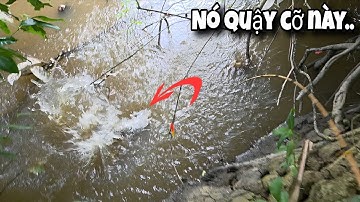 Tập 149 - Khu Này Vẫn Còn Nhiều Cá Rô Lớn, Giật Trúng Thứ Dữ Quậy Đùng Đùng Luôn | Câu Cá Rô Đồng