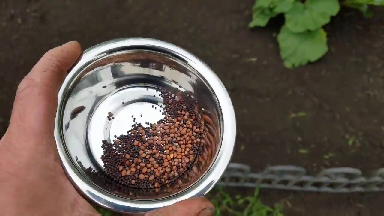 Planting Purple Top Turnips Black Radish and picking Asparagus YouTube