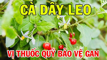CA DAY LEO🌿 Cà Gai Leo – Vị Thuốc Quý Bảo Vệ Gan & Sức Khỏe Toàn Diện
