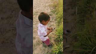 टिटहरी का बच्चा#shorts #birds #farming #desi #vlog #viral #youtube #short