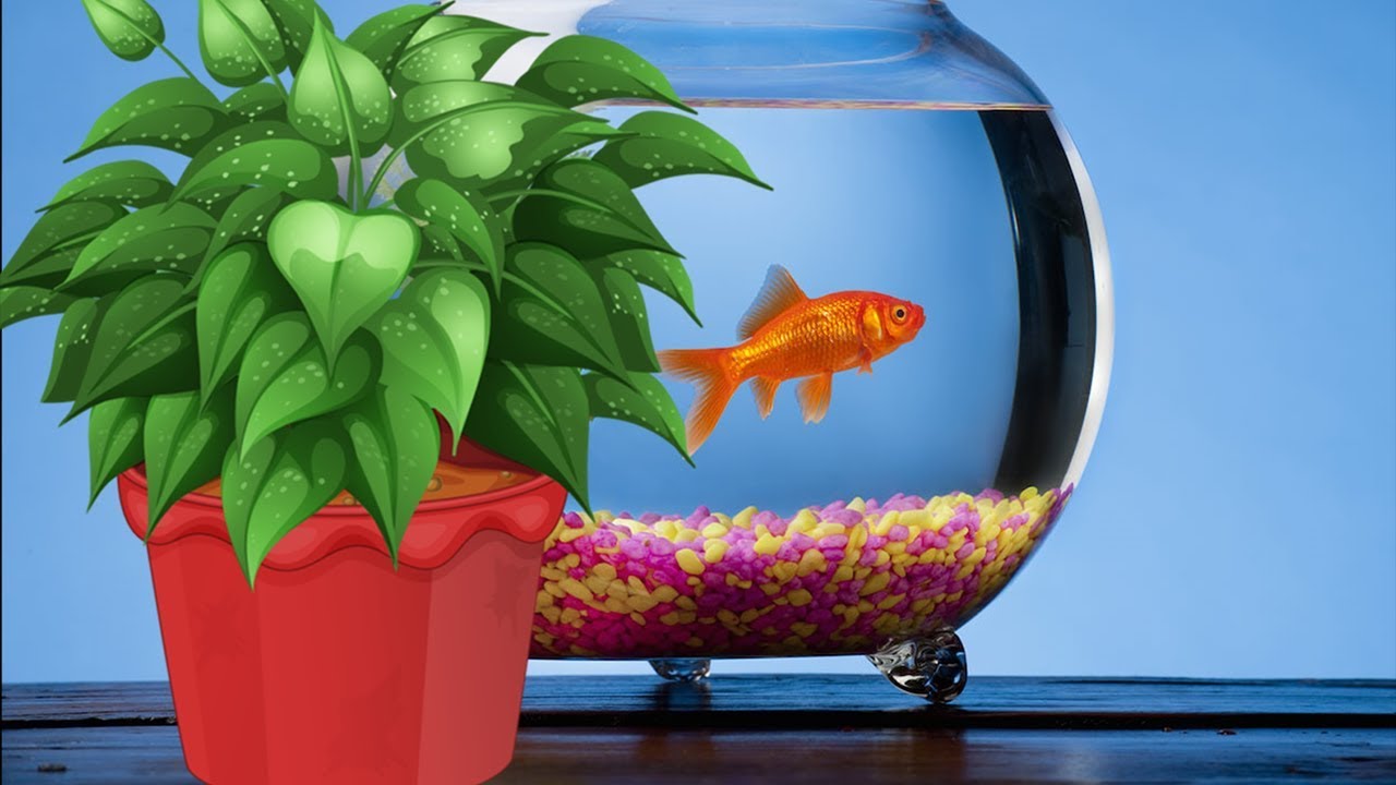 Аквариум над водой. Комнатные растения в аквариуме. Аквариумная вода для полива комнатных растений. Аквариум для цветов с водой. Комнатные растения в аквариуме с водой.