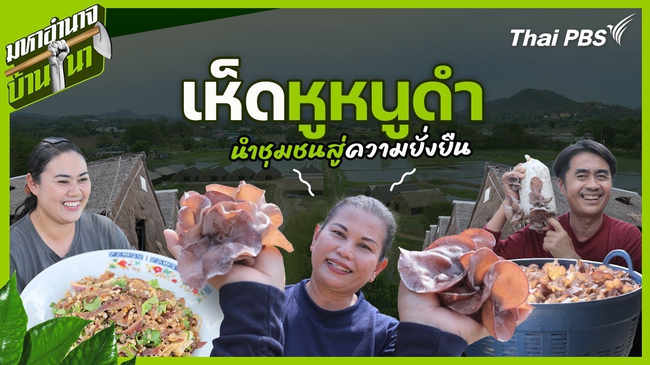 เห็ดหูหนูดำ นำชุมชนสู่ความยั่งยืน | มหาอำนาจบ้านนา
