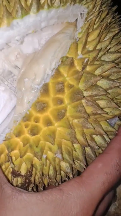Durian Fruit Opening
