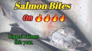 Wide Open salmon fishing with early limits: Huge salmon with this lure.