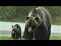 Grizzly loses her 4 month old cub, able to find it!