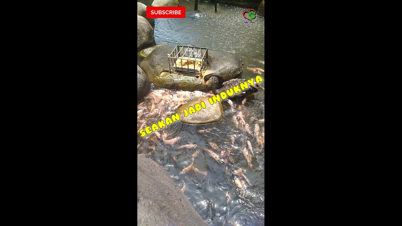 SEEKOR ANGSA MENYUAPI IKAN MUJAER NILA 😍