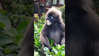 The BEST dusky leaf monkey video 🐒 #penanghill #motherlove