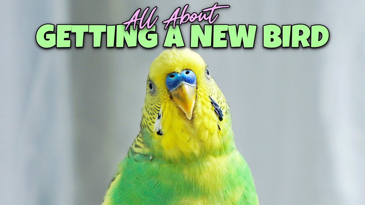 'THE' Guide for The NEW Bird owner