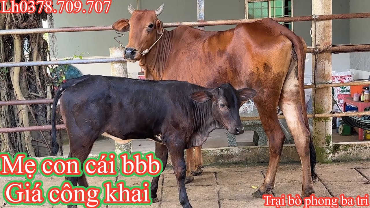 03-02/Trại bò phong ba tri (2)Giao lưu với khách và báo giá mẹ con cái bbb nhé cả nhà 