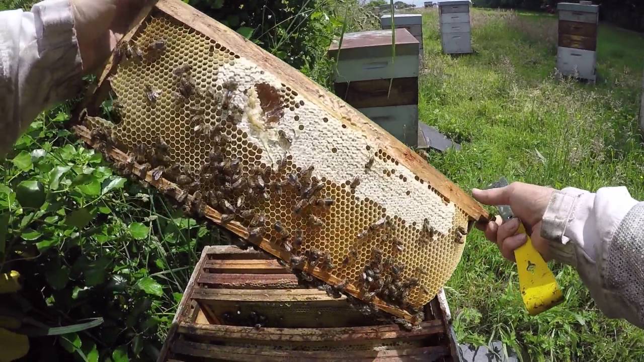 Miel de Kerleyen - Miellerie de Plogastel (Bretagne)