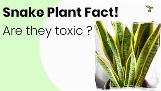 Is Snake Plant Toxic? Here's The Answer! Is Snake Plant Toxic To Pets