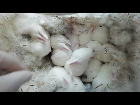 Yavru Zelanda tavşanlarımız 12 günlük