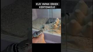 KUR YAPAN ERKEK KERTENKELE  #bilim #hayvanlar #kertenkele #ilginçbilgiler #doğa