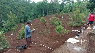 PUPUK SUSULAN DURIAN AGAR SUBUR DAN BERBUAH LEBAT