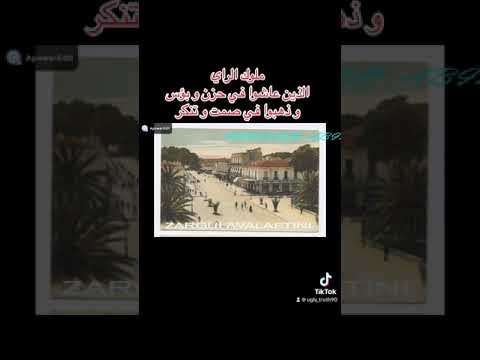 الراي الزين