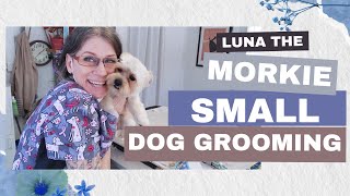 Small Dog Grooming (Grooming Morkie/ Luna Hair Cut)