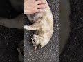 神社にいた猫🐱を愛でたらとろけた🐱