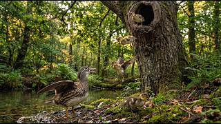 Mandarin Duck: 30 Days From Hatchling to First Jump | Wildlife Documentary