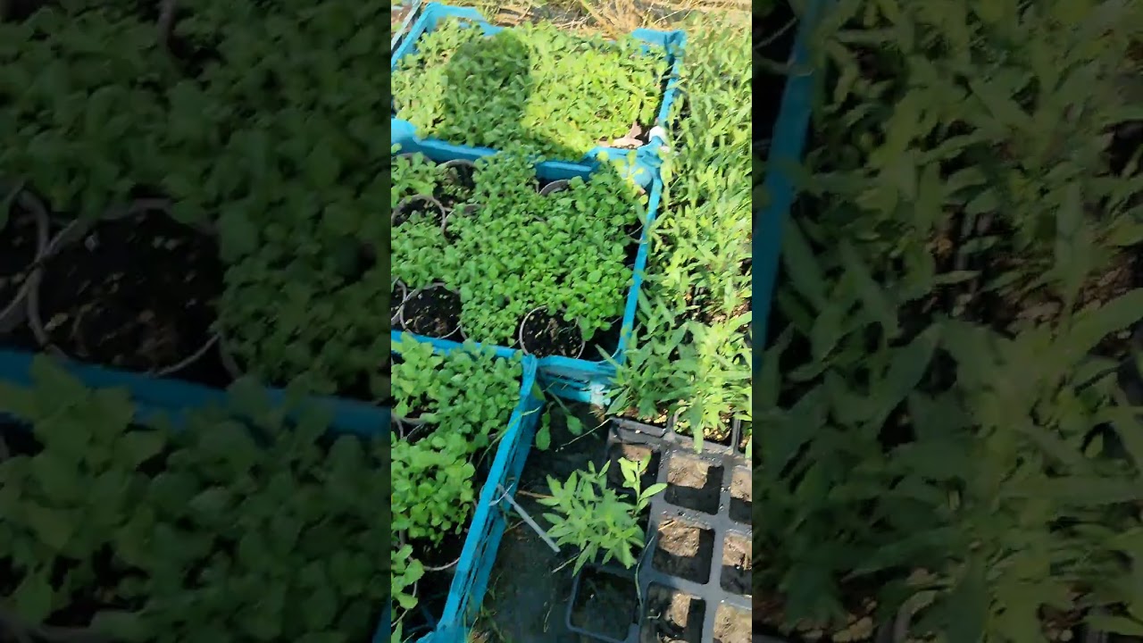 Белая гаура 89892613527