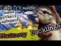ഞങ്ങടെ Muscovy കുഞ്ഞുങ്ങൾ | From 5 days - 2 ½ months | All about muscovy ducklings | ducks