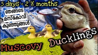 ഞങ്ങടെ Muscovy കുഞ്ഞുങ്ങൾ | From 5 days - 2 ½ months | All about muscovy ducklings | ducks