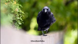 Windy Crow Walking