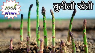 कुरिलो खेति प्रबिधि