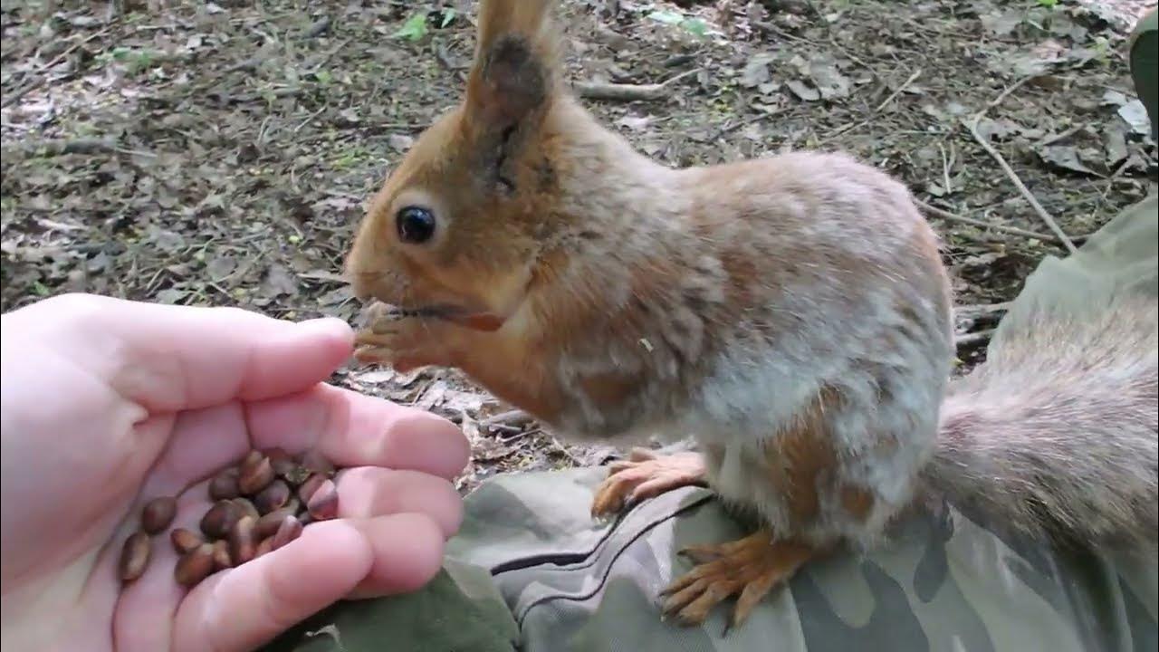 Белка 4 сборка. Белки. Белка. Белок. Squirrels.