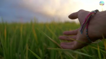 MUSIC RELAX DAN SANTAI DI SAWAH | 1 JAM NONSTOP