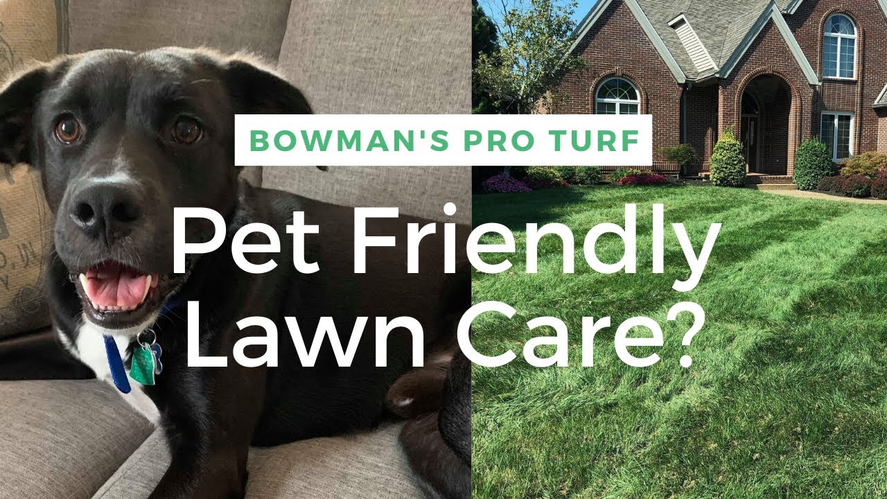 Pet Friendly Lawn Care! YouTube