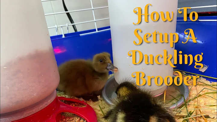 How to Setup a Brooder for Ducklings (Baby Duck Ha...