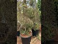 New post garden video ❤️❤️🌲🌲🌲🌲🌲