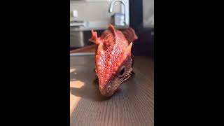 First days together. #shorts #ugc #iphonevideo #reallife #dailylife