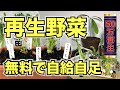 【再生野菜】簡単に野菜を再生栽培する方法プランター編【リボベジ】