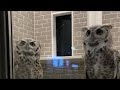 フクロウの見守り夜配信7/27
