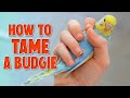 How to Tame Your Budgie