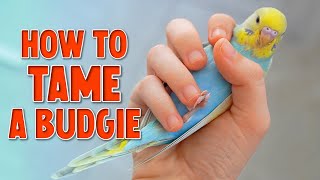 How to Tame Your Budgie