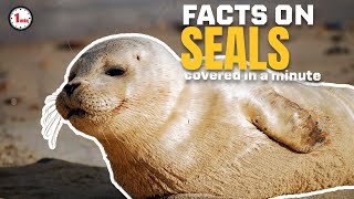 Are these the dogs of the sea??| Seals in 1 Minute | AnimalSnapz by Animal Snapz 191 views 8 months ago 1 minute, 41 seconds